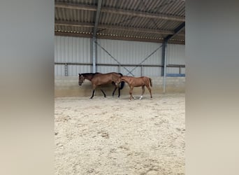 KWPN, Merrie, Veulen (05/2026), Vos