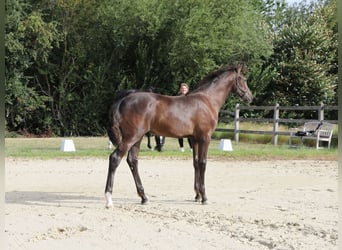 KWPN, Merrie, Veulen (03/2026), Zwart
