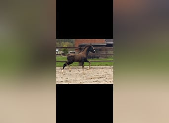 KWPN, Merrie, veulen (07/2023), Zwart