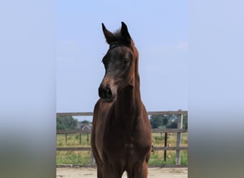 KWPN, Merrie, veulen (04/2023), Zwart