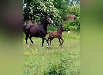 KWPN, Merrie, , Zwart