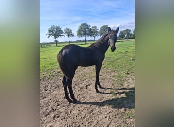 KWPN, Merrie, Veulen (05/2026), Zwart