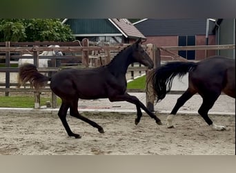 KWPN, Merrie, Veulen (05/2026), Zwartbruin