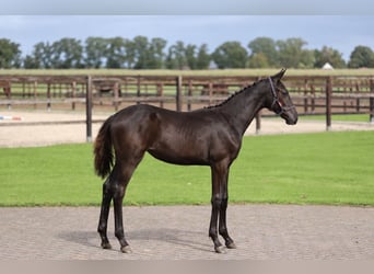 KWPN, Merrie, Veulen (01/2026), Zwartbruin