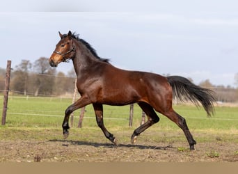 KWPN, Nieznany, 2 lat, 170 cm, Ciemnogniada