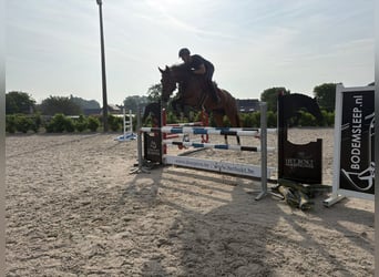 KWPN, Nieznany, 5 lat, 164 cm, Gniada