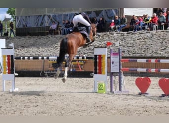 KWPN, Ogier, 14 lat, 163 cm, Gniada