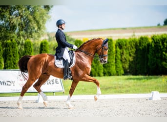 KWPN, Ogier, 14 lat, 175 cm, Kasztanowata