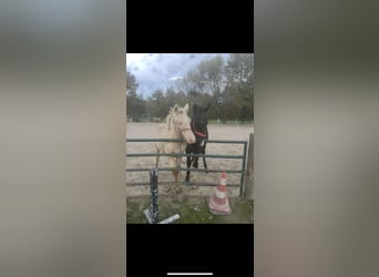 KWPN, Ogier, 1 Rok, 130 cm, Skarogniada