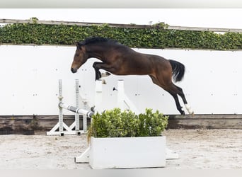 KWPN, Ogier, 1 Rok, 147 cm, Ciemnogniada