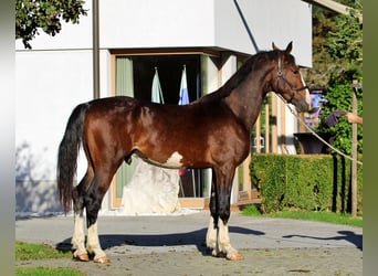 KWPN, Ogier, 1 Rok, 166 cm, Gniada