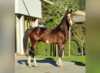 KWPN, Ogier, 1 Rok, 166 cm, Gniada