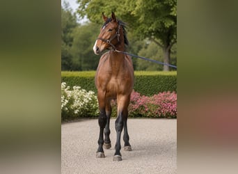 KWPN, Ogier, 1 Rok, 173 cm, Gniada