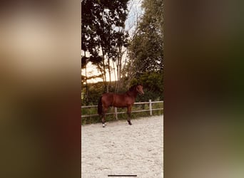 KWPN Mix, Ogier, 2 lat, 153 cm, Gniada