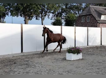KWPN, Ogier, 2 lat, 159 cm, Ciemnokasztanowata