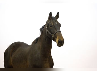 KWPN, Ogier, 2 lat, 167 cm, Gniada