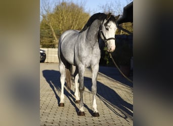 KWPN, Ogier, 2 lat, 168 cm, Bułana