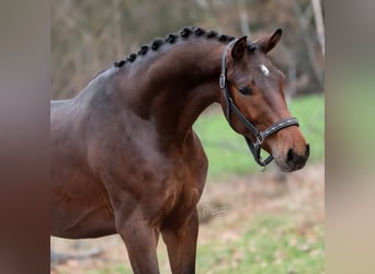 KWPN, Ogier, 2 lat, 168 cm, Gniada