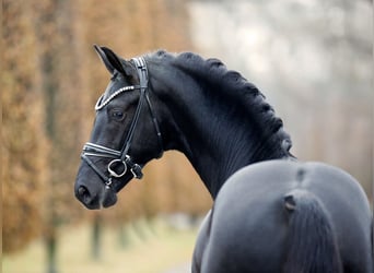 KWPN, Ogier, 2 lat, 168 cm, Kara