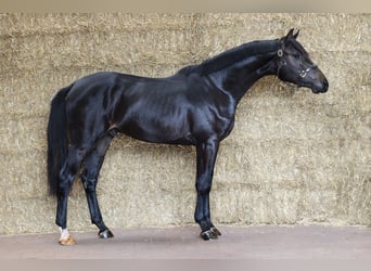 KWPN, Ogier, 2 lat, 168 cm, Skarogniada