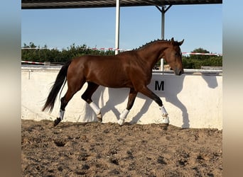 KWPN, Ogier, 2 lat, 169 cm, Gniada