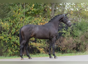 KWPN, Ogier, 2 lat, 169 cm, Kara