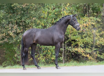 KWPN, Ogier, 2 lat, 169 cm, Kara