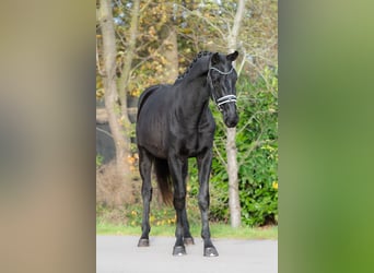 KWPN, Ogier, 2 lat, 170 cm, Kara