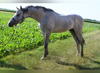 KWPN, Ogier, 2 lat, 170 cm, Siwa