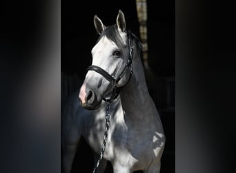 KWPN, Ogier, 2 lat, 170 cm, Siwa