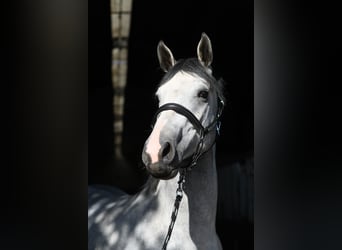 KWPN, Ogier, 2 lat, 170 cm, Siwa