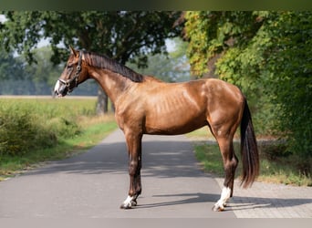KWPN, Ogier, 2 lat, 172 cm, Gniada