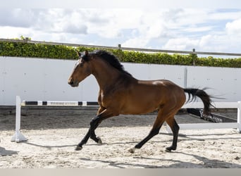 KWPN, Ogier, 3 lat, 160 cm