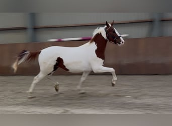 KWPN, Ogier, 3 lat, 160 cm, Srokata