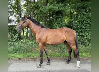KWPN, Ogier, 3 lat, 161 cm, Jasnogniada