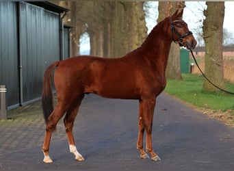 KWPN, Ogier, 3 lat, 161 cm, Kasztanowata