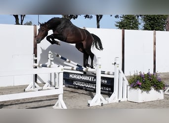 KWPN, Ogier, 3 lat, 162 cm, Ciemnogniada