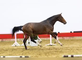 KWPN, Ogier, 3 lat, 163 cm, Gniada