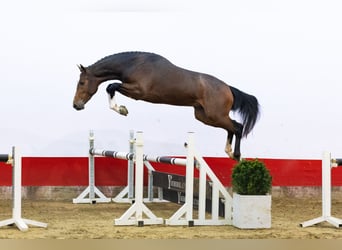 KWPN, Ogier, 3 lat, 163 cm, Gniada