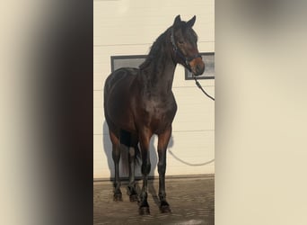 KWPN, Ogier, 3 lat, 164 cm, Ciemnogniada