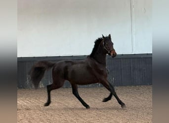 KWPN, Ogier, 3 lat, 164 cm, Ciemnogniada