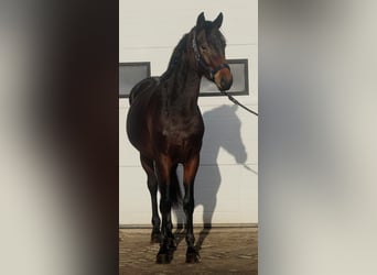 KWPN, Ogier, 3 lat, 164 cm, Ciemnogniada