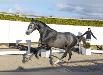 KWPN, Ogier, 3 lat, 164 cm, Siwa