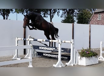 KWPN, Ogier, 3 lat, 165 cm, Ciemnogniada