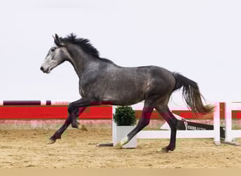 KWPN, Ogier, 3 lat, 166 cm, Siwa