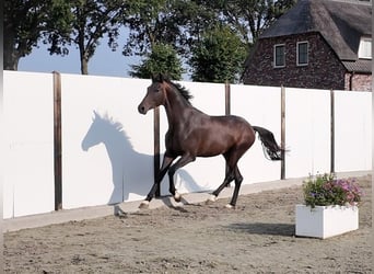 KWPN, Ogier, 3 lat, 167 cm, Ciemnogniada