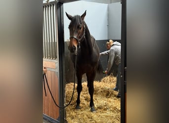 KWPN, Ogier, 3 lat, 168 cm, Ciemnogniada