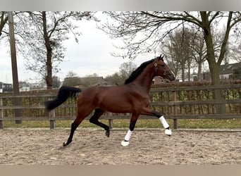 KWPN, Ogier, 3 lat, 168 cm, Ciemnogniada