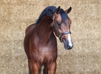 KWPN, Ogier, 3 lat, 168 cm, Ciemnogniada