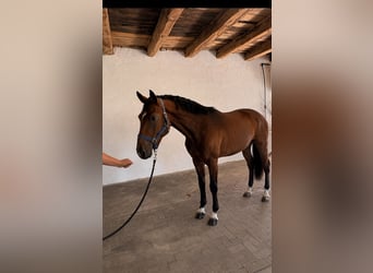 KWPN, Ogier, 3 lat, 168 cm, Gniada